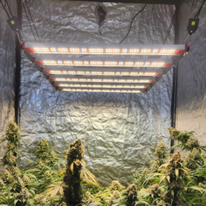 Quantum ZEUS 320W B+