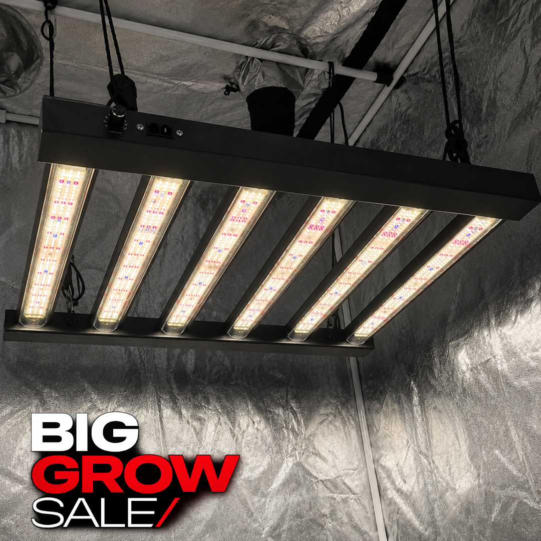 BIG GROE SALE 2026 ORION 320w