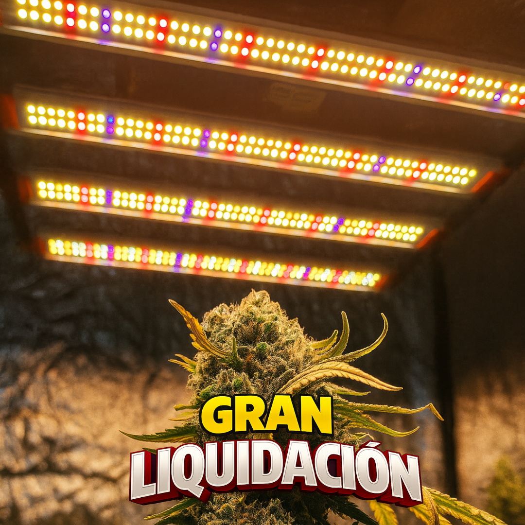 Quantum ZEUS 240W B+