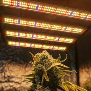 Quantum ZEUS 240W B+