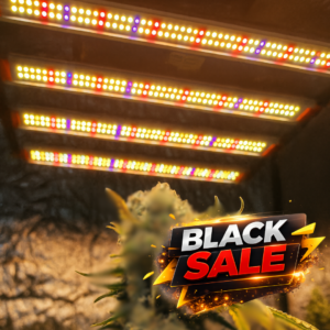 Quantum ZEUS 240W B+